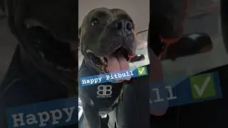 Happy Pitbull 🎉 #viral #shorts #youtubeshorts #trending #ytshorts #viralvideo #reels