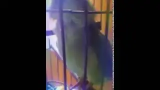 Плачущий попугай