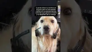 Disculpe Jefe, no lo oí 👀 como que se trabo desde hace media hora