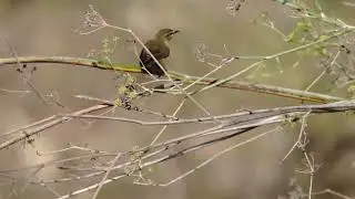 עלווית אפורה באכילה - Willow Warbler