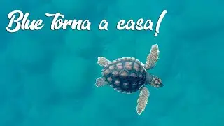 Blue torna a casa