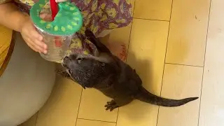 子供を追い回す悪質なカワウソ… 笑 Vicious otter chasing kids around... lol