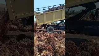 Viraall truck truck skill jumping #shorts