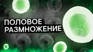 Половое размножение | Биология с Мишей Гис | ЕГЭ 2024 | SMITUP