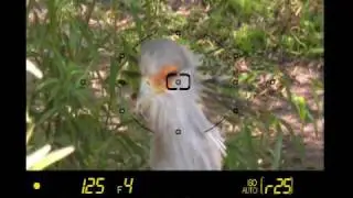 Introduction to the Nikon D5000 volume 1 : Basic Controls