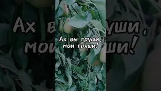 Созревают груши. Небывалый урожай!