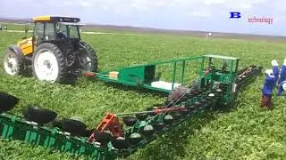 Как собрать сотни тонн Кукуруза, Марковь ,Арбуз  ,Лук
