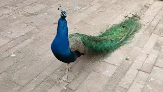 Вольер для певчих птиц в #кусково