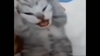 котенок закрыл уши и кричит МЕМ качает головой орёт как ненормальный очень ржачно / оригинал