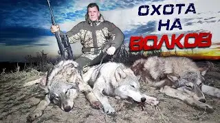 hunting for wolves, wolves slaughter cattle