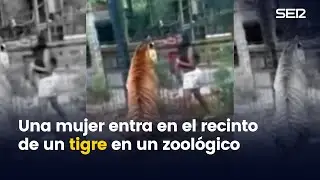 Una mujer entra en el recinto de un tigre en un zoológico