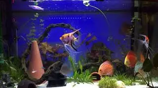 Discus Aquarium