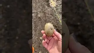 Посадка картофеля по струнке #картошка