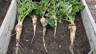 A better way to grow parsnips?