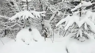 Снежный лес