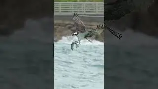 Can a pelican steal a fish from an Osprey? #nature