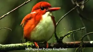 Beautiful Birds 3, The Star of the County Down - HD 1080p
