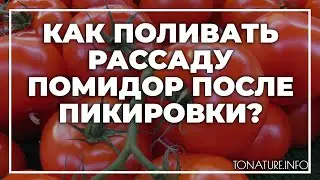 Как поливать рассаду помидор после пикировки? | toNature.Info