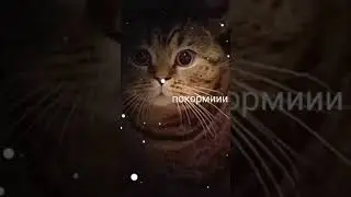 Коты начинают говорить на нашем языке