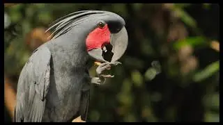 Most Amazing Singing Birds In The Planet