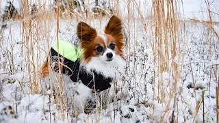 Let's Go For A Walk in The Snow! // Percy the Papillon Dog