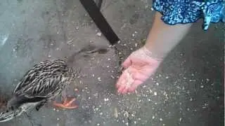 Ducks
