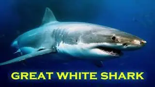Toys music statioLearn Animal Names in the Sea with Box Full of Toys |n