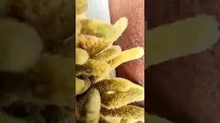 Burung Kerak Basi (Kerbas Sinchan) anda macet berkicau? begini cara mengatasinya