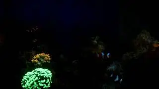 Acuario 04 12 2016