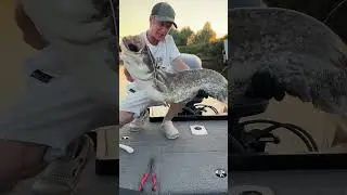 💥Трофейная рыбалка на Сома #рыбак #сом #река #активныйотдых #нарыбалку #fishingvideo #fishingguide