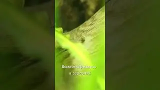 Малёк Севелии в общем аквариуме. Sewellia lineolata #shorts #short