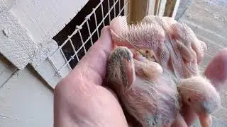 Гоняем голубей, не смотря на потери.