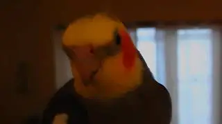 Bird Sneezes after he drinks water