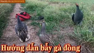 Hướng dẫn kỹ thuật cơ bản đánh gà nước,cúm núm,gà đồng