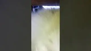 Sărbătoori ardelenești cu ghepardul ro
