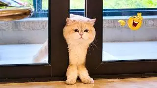 Impossible Not to Laugh 🤣😹 Funniest Cat Clips 2026