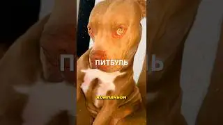 Собака, которая выглядит как качок из спортзала, но дома превращается в нежного обнимателя 🐶💪❤️