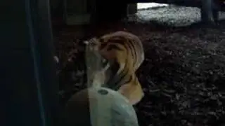 Tigerfütterung @ Tiergarten Schönbrunn