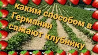 How do farmers in Germany plant strawberries?