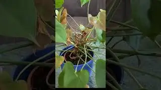 SHORT | Anthurium Problems