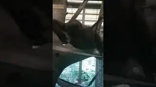 A gorilla and a hammock at the columbus zoo #animal#columbus #bringingthezootoyou