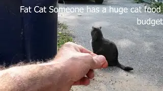 Fat Cat - not even my cat!