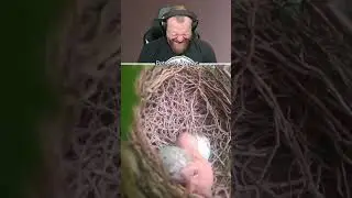 Петренто птенец 