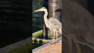 Reiher auf Frühstückssuche in der Morgensonne 4  an der Schwentine-Mündung