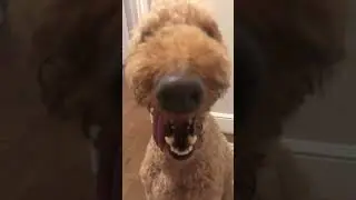Coco mewing #funny #dog #puppy #cute