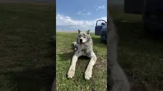 Гуляет) #akita #вакай #wakai #dog #akitainu #akitadog #doglover #animal #funnyvideo #funny #brindle