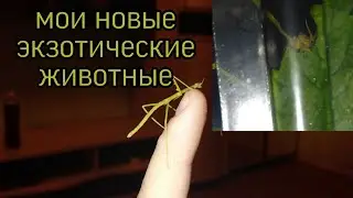 Мои новые экзотические животные- палочники !!!!