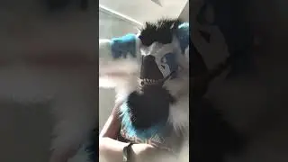Мне пообещали кучу драконов, а ему не разрешила мама отдать мне их😭 