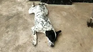 lazy dog coco sleeping #dog #animals #doglover #puppy #cute #pets