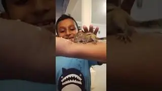 how to feed baby squirrel